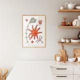 Starfish & More