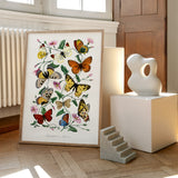 Butterflies 2
