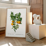 Citrus Bigaradia Sinensis
