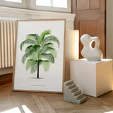 Cocos Weddeliana