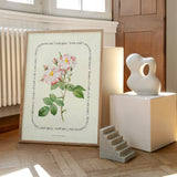 Flower Series - York and Lancaster Rose