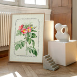 Flower Series - Malmedy Rose
