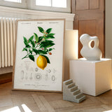 Citrus Limonium