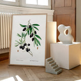 Olive Branch