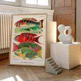 Great Barrier Reef Fishes