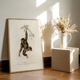Chimpanzee