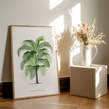 Cocos Weddeliana
