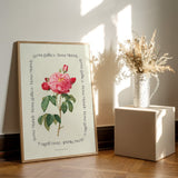 Flower Series - Rosa Mundi Rosa Gallica