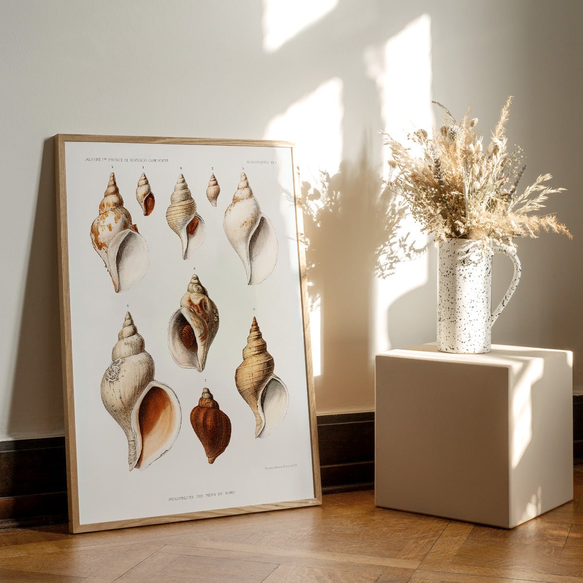 Mollusques Des Mers Du Nord plakat i egetræsramme på gulvet i en moderne stue.