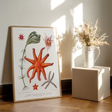Starfish & More