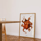 Cephalopod