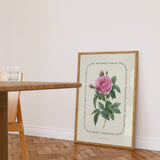 Flower Series - Rosa Indica Cruenta