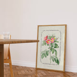 Flower Series - Malmedy Rose