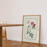 Flower Series - Rosa Indica