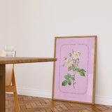 Flower Series - York and Lancaster Rose - PINK EDIT