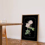 Flower Series - York and Lancaster Rose BLACK EDITION