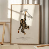 Chimpanzee