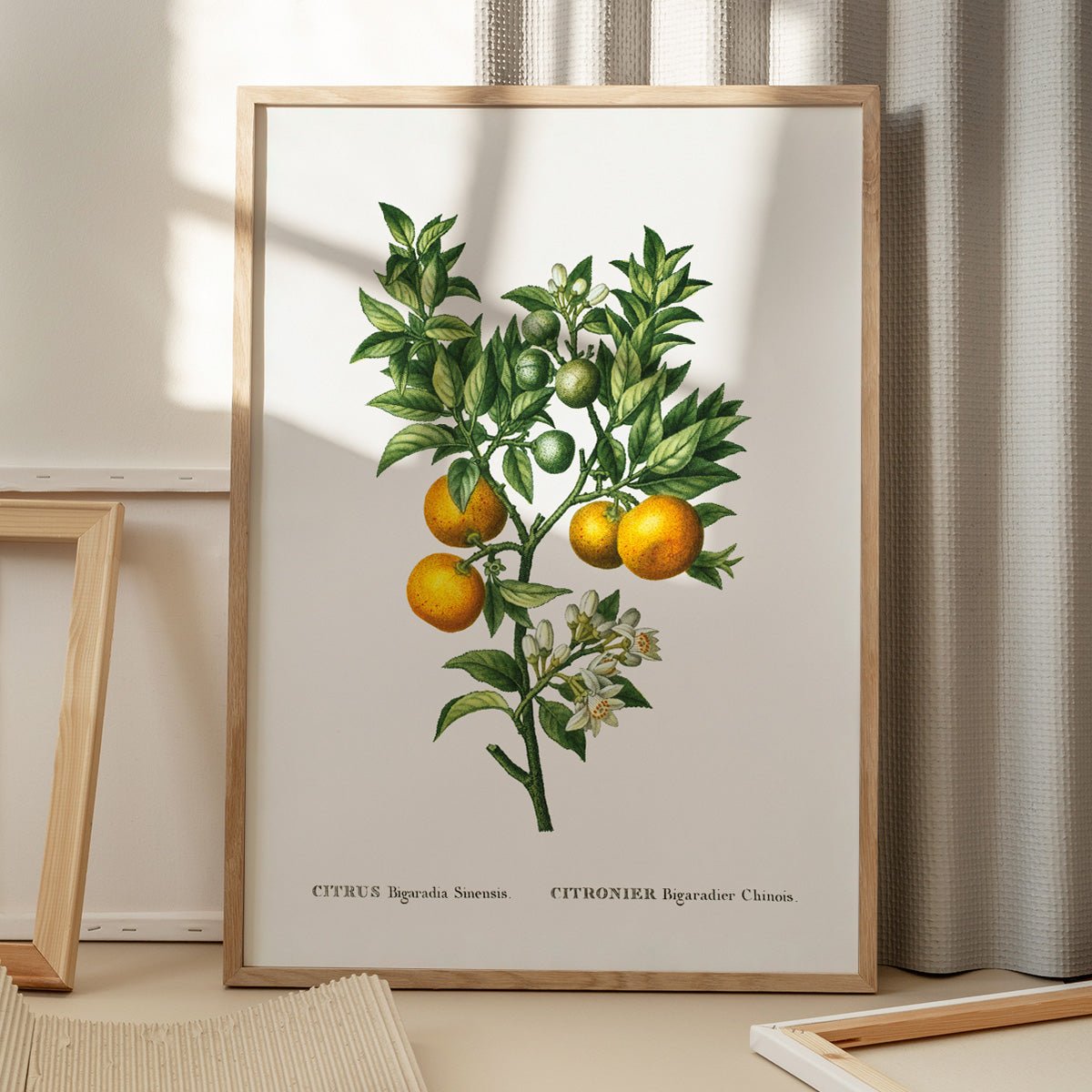 Plakat af citrusfrugttræ med modne frugter og blomster i træramme på gulvet.