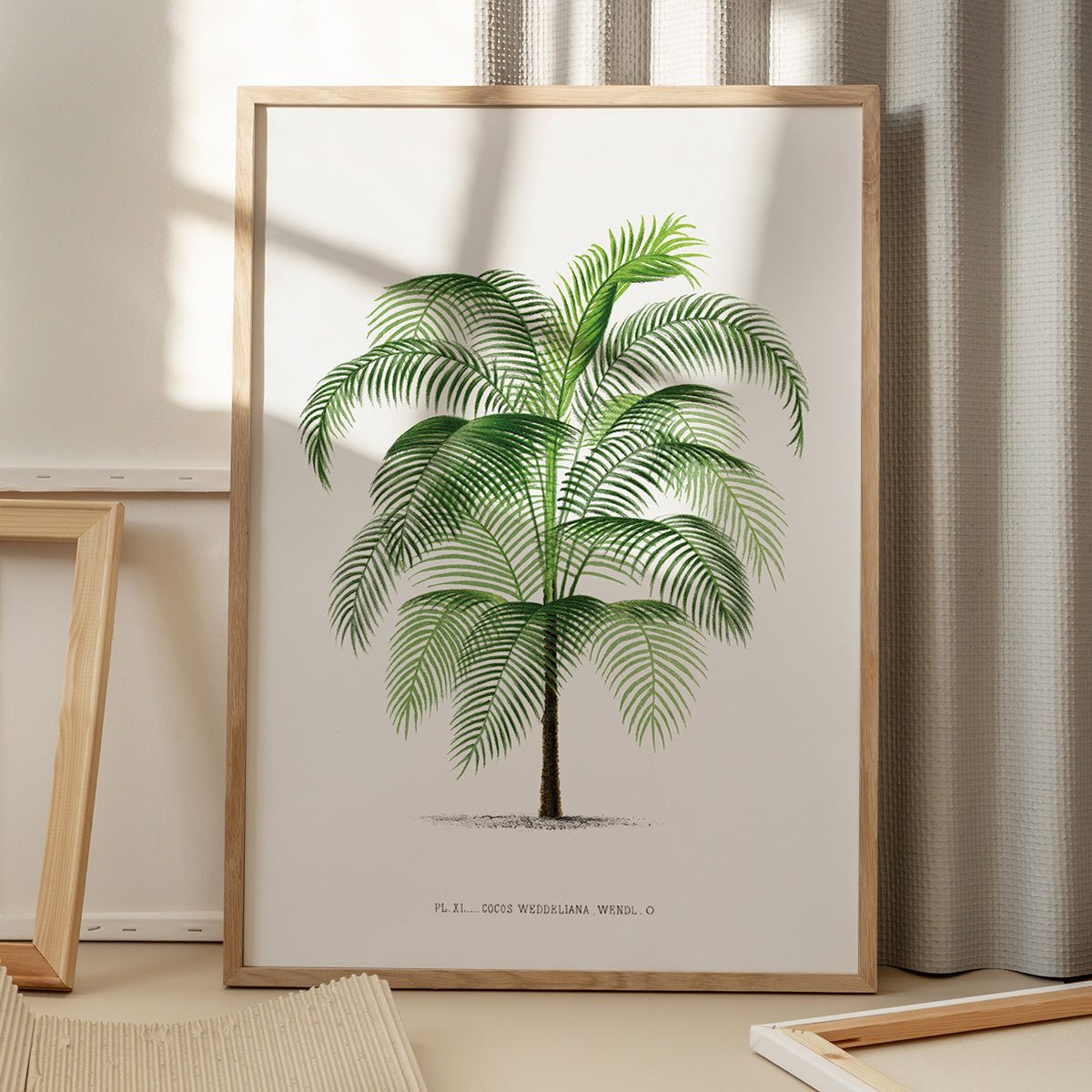 Plakat med Cocos Weddeliana plante på gulv, skygge fra vindue, moderne indretning, botanisk kunst, stilfuld dekoration