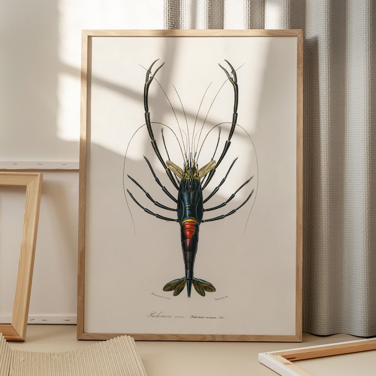 Plakat med motiv af crimson crawfish på gulv med skygge fra vindue, ideel til moderne indretning og kunstelskere