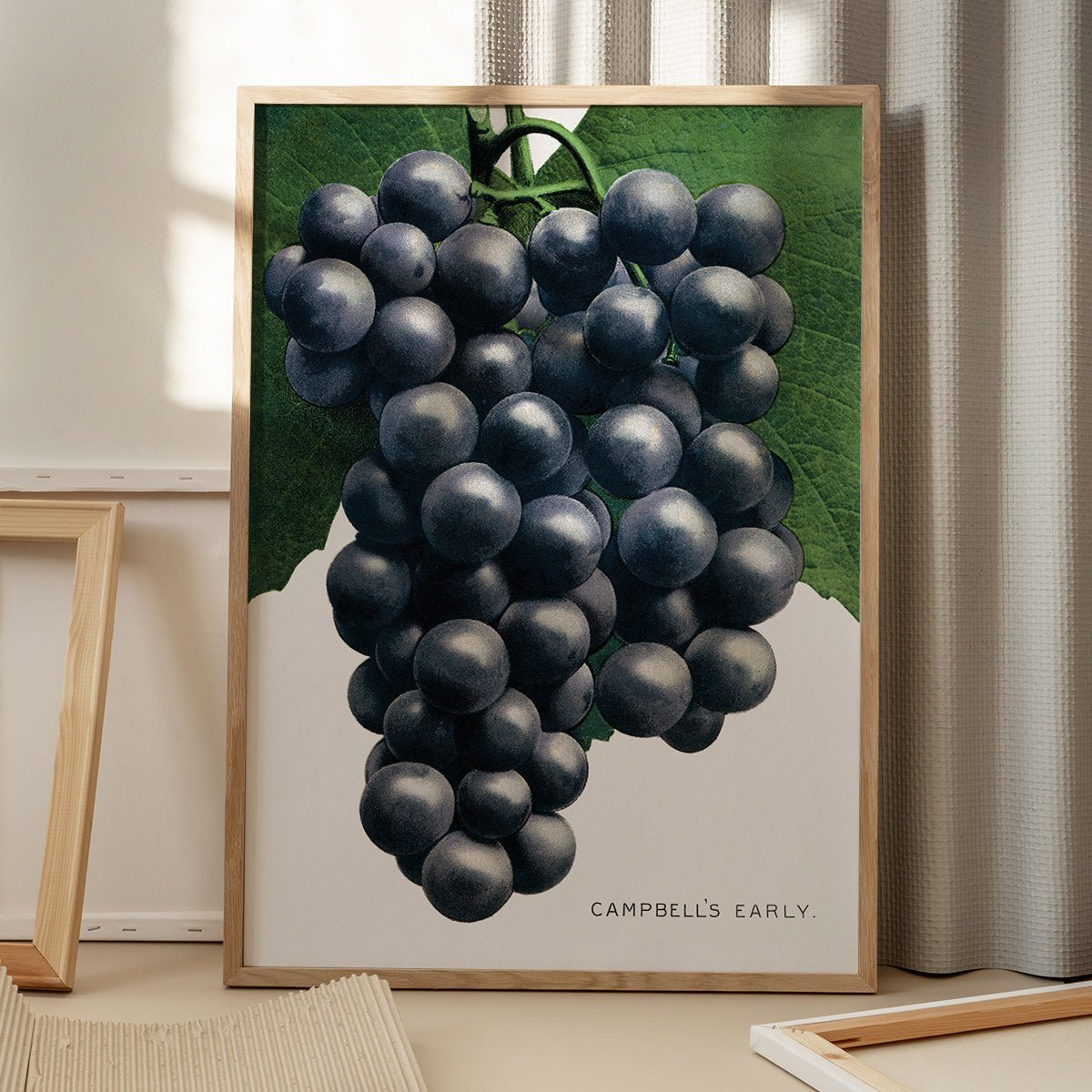 Plakat med Campbells Early Grape druer på gulv med skygge fra vindue, fremhæver frugtens detaljer og farver.