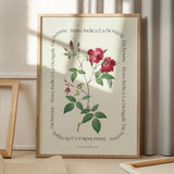 Flower Series - Rosa Indica