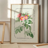 Flower Series - Malmedy Rose
