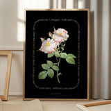 Flower Series - York and Lancaster Rose BLACK EDITION