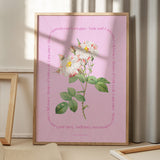 Flower Series - York and Lancaster Rose - PINK EDIT