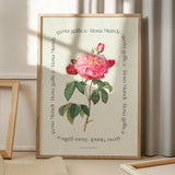 Flower Series - Rosa Mundi Rosa Gallica