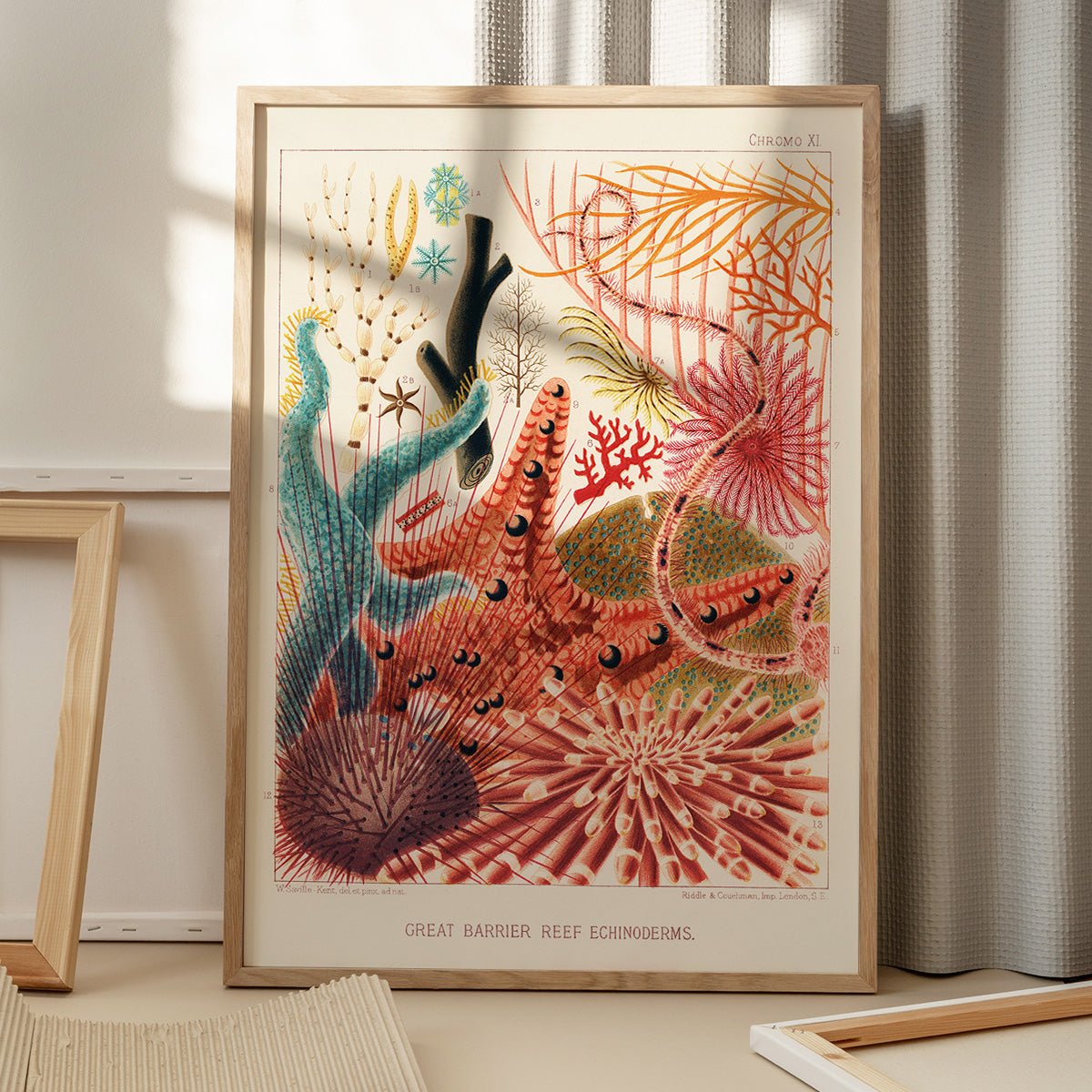 Plakat med illustration af Great Barrier Reef Echinoderms på gulv med vinduesskygge