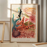Great Barrier Reef Echinoderms