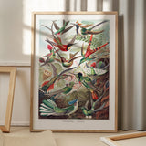 Hummingbirds