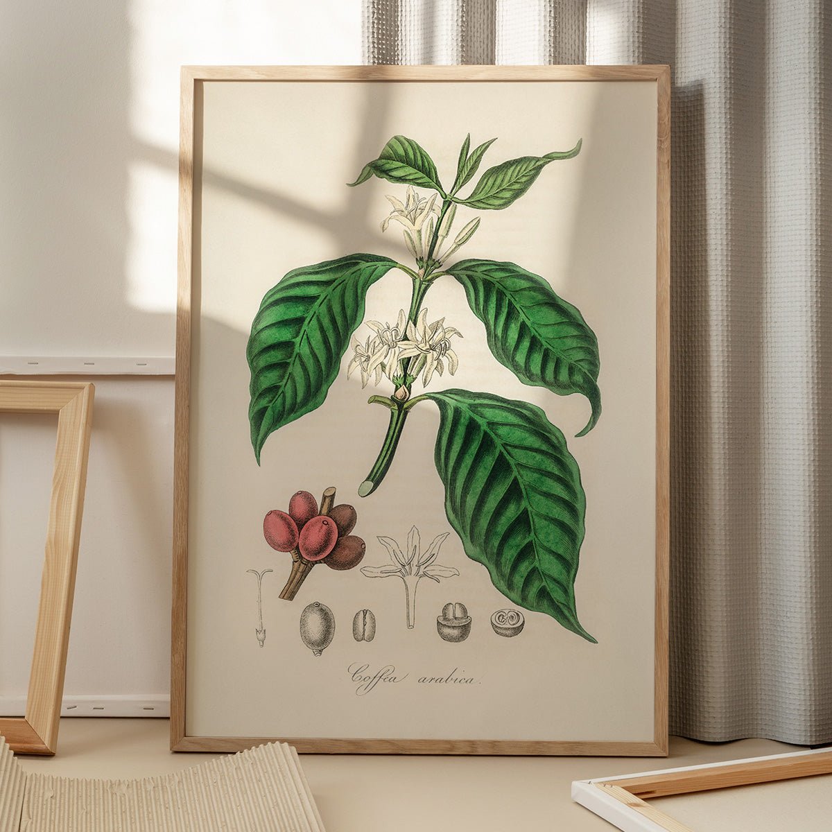 Plakat med Coffea Arabica plante i sollys, skygger fra vindue, elegant design til kaffekendere og planteelskere.