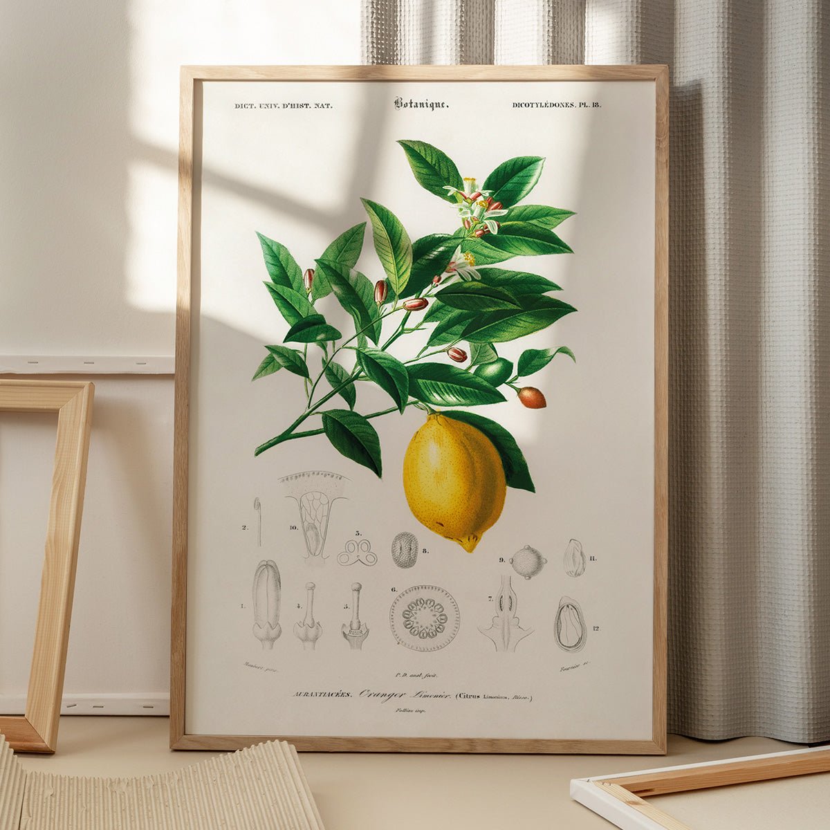 Plakat med citronmotiv på gulv, skygge fra vindue, fremhæver citrusfrugtens friskhed og farve i hjemmet.