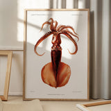 Mastigoteuthis Magna Blæksprutte