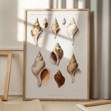 Mollusques Des Mers Du Nord