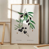 Olive Branch