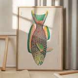 Scarus Vetula Papegøjefisk