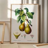 Pyrus Communis