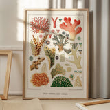 Great Barrier Reef Corals 2
