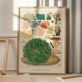 Great Barrier Reef Corals 5