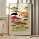 Great Barrier Reef Fishes 2