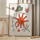 Starfish & More