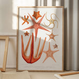 Starfish
