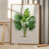 Thrinax Barbadensis