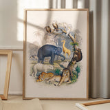 Wild Animals