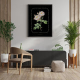 Flower Series - York and Lancaster Rose BLACK EDITION