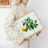 Citrus Limonium