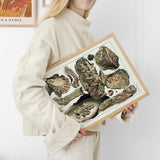 Great Barrier Reef Oysters